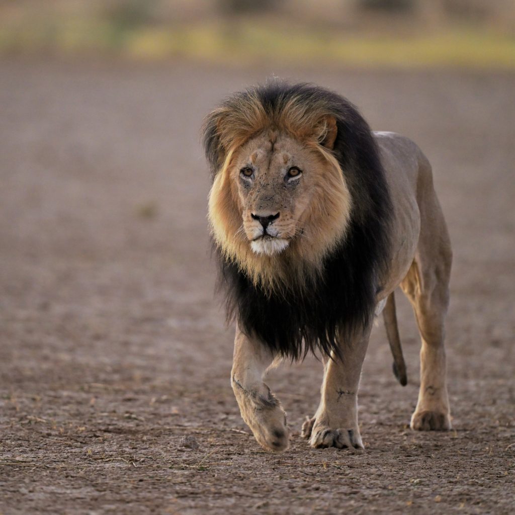 Männlicher Löwe läuft auf uns zu